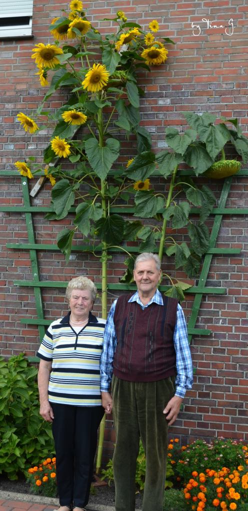 Stolz stehen die Hobbygärtner Magda (l.) und Heinrich Renken (r.) vor der majestätischen Sonnenblume. Bild © Martina Gerdes